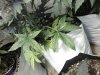 IMG_20170801_175121.jpg