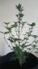 20170803_191909.jpg