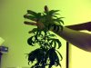 Snapshot_20090323_5.jpg