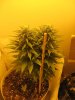 plant mach II 1 week to go 009.jpg