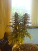 DSC00643.jpg