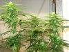 grow2 001.jpg