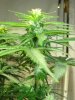 grow2 002.jpg