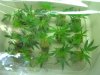 grow2 003.jpg