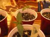 grow room 014.jpg