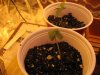 grow room 015.jpg