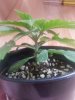 20170805_124631.jpg 20170805_124631.jpg