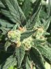 bluedream2 (2).JPG