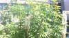 WP_20170805_021.jpg