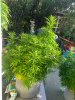 IMG_20170810_074304.jpg