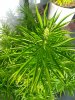 IMG_20170810_074235.jpg