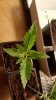 20170809_070834.jpg