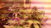 66-49days flowering .jpg
