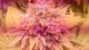 67-49 days flowering .jpg
