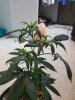 20170811_224915.jpg
