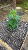 20170619_080915.jpg