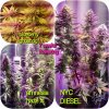 69-7 weeks flowering .jpg
