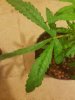 downloadfile-5.jpg