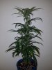 20170817_024231.jpg