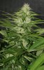 BlueRipper-P2-Day26-1.JPG
