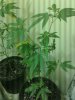20170820_084542.jpg