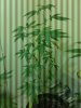 20170820_084537.jpg