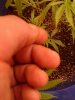 1503435289718-2123296673.jpg