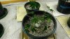 IMG_20170730_151340.jpg