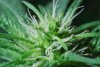 day27_trihromes_cola.jpg