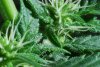 day27_trihromes_4.jpg