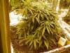 DSC02447.jpg