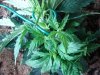 DSC03805.JPG