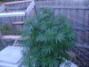DSC00738.jpg