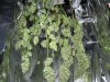 harvest ww1 on line 2.jpg