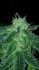 thumbnail_IMG_1019.jpg