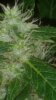20170825_034704.jpg