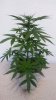 white wodow max week$ #7.jpg