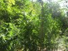 IMG_0889.JPG