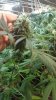 20170830_151826.jpg 20170830_151826.jpg