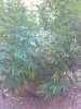 IMG_20170905_191555.jpg