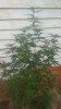 0906171142e.jpg