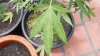 170831 Critical white leaves sm close.JPG