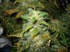 Day 84 Flower 006.jpg