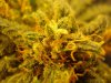 Day 84 Flower 002.jpg