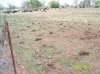 Cow Patty Fields, forever.jpg