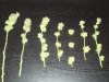 First trim 005.jpg