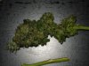 First trim 002.jpg