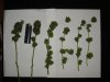 First trim 007.jpg