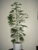 03-25 STRAWBEERY HAZE.JPG