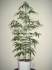 03-25 NEVILLES HAZE.JPG